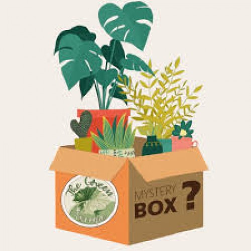 Plant Box Knocknacarra Florists Galway